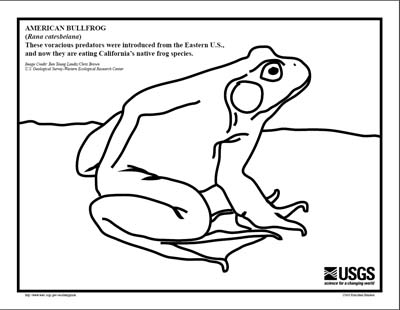 Bullfrog coloring #1, Download drawings
