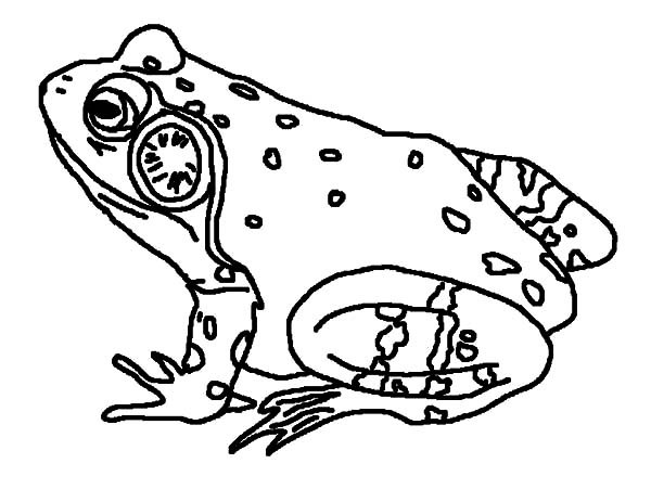 Bullfrog coloring #6, Download drawings