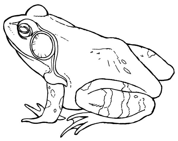 Bullfrog coloring #17, Download drawings