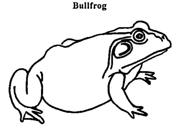 Bullfrog coloring #18, Download drawings