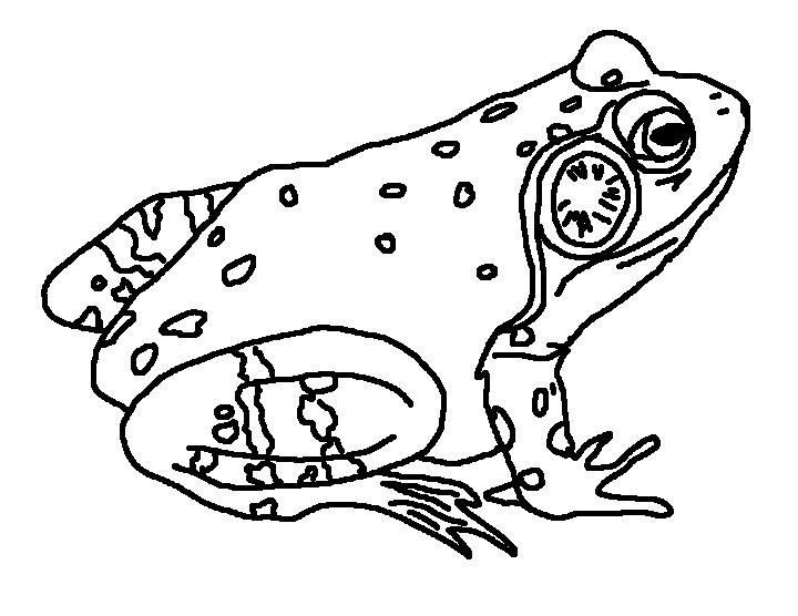 Bullfrog coloring #12, Download drawings