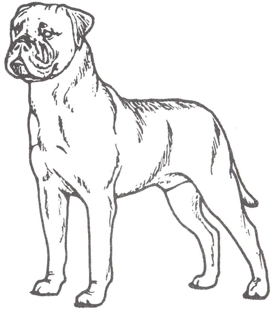 Bullmastiff coloring #19, Download drawings
