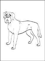 Bullmastiff coloring #16, Download drawings
