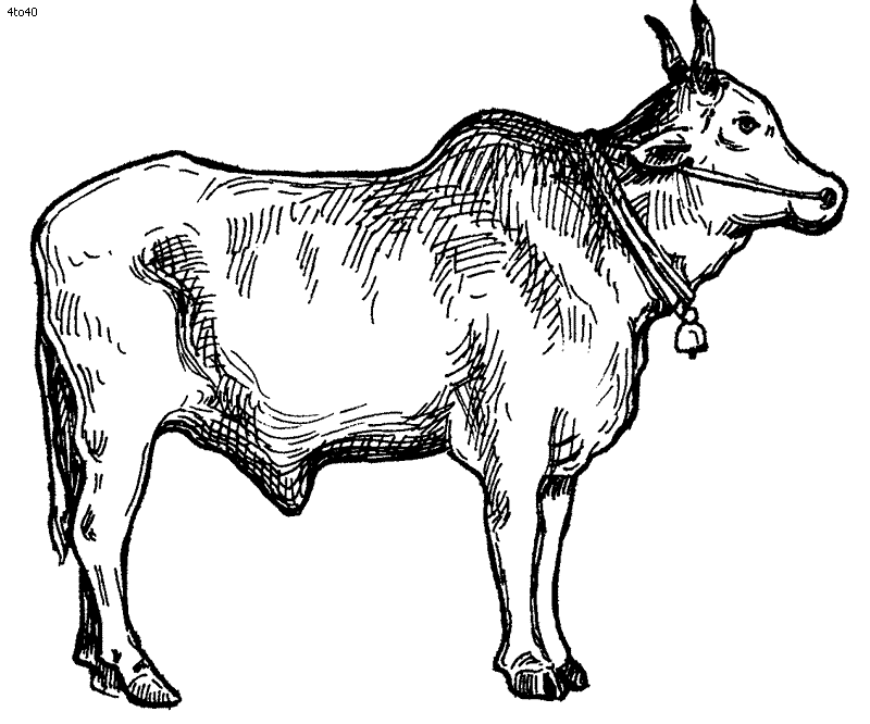 Bullock coloring #19, Download drawings