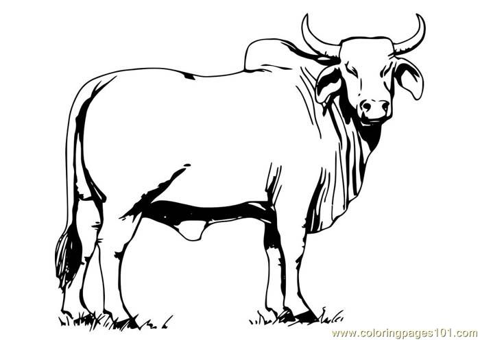 Ox coloring #10, Download drawings