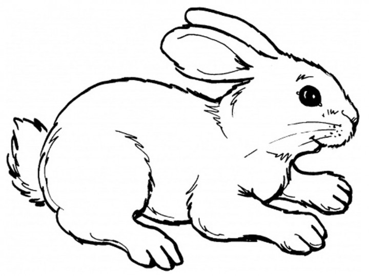 Bunny coloring #8, Download drawings