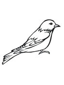 Snow Bunting coloring #8, Download drawings