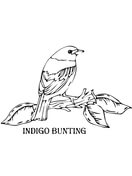 Indigo Bunting coloring #19, Download drawings
