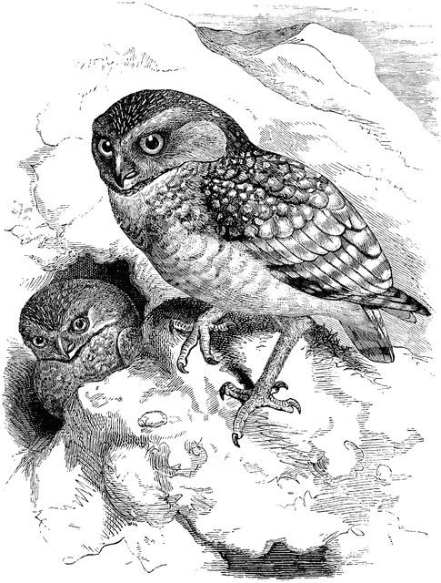 Burrowing Owl clipart #13, Download drawings