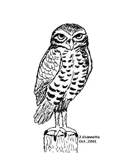 Burrowing Owl coloring #7, Download drawings
