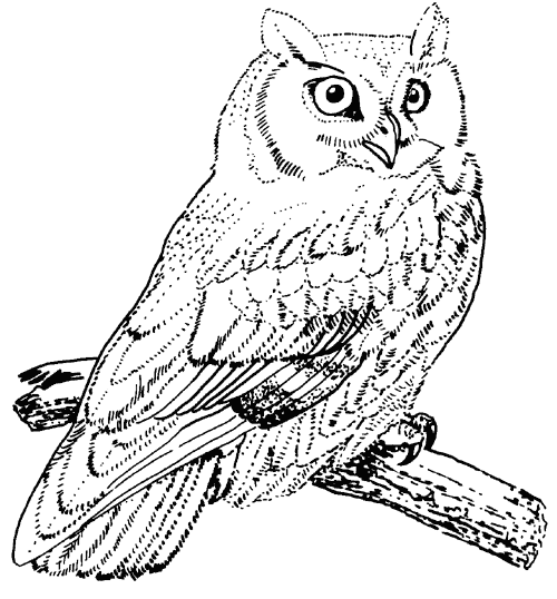 Burrowing Owl coloring #6, Download drawings