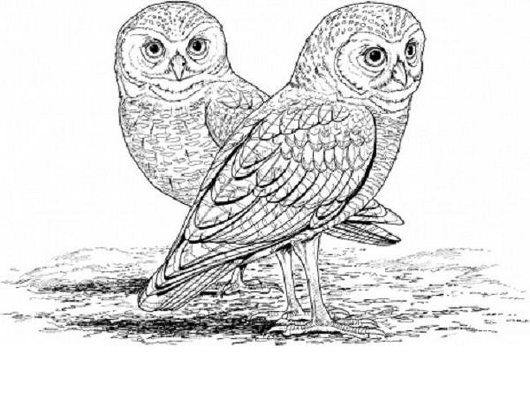 Burrowing Owl coloring #13, Download drawings