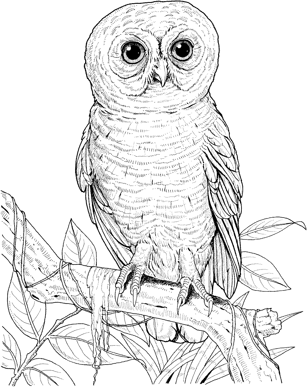 Short-eared Owl coloring #16, Download drawings