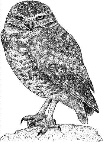 Burrowing Owl coloring #8, Download drawings