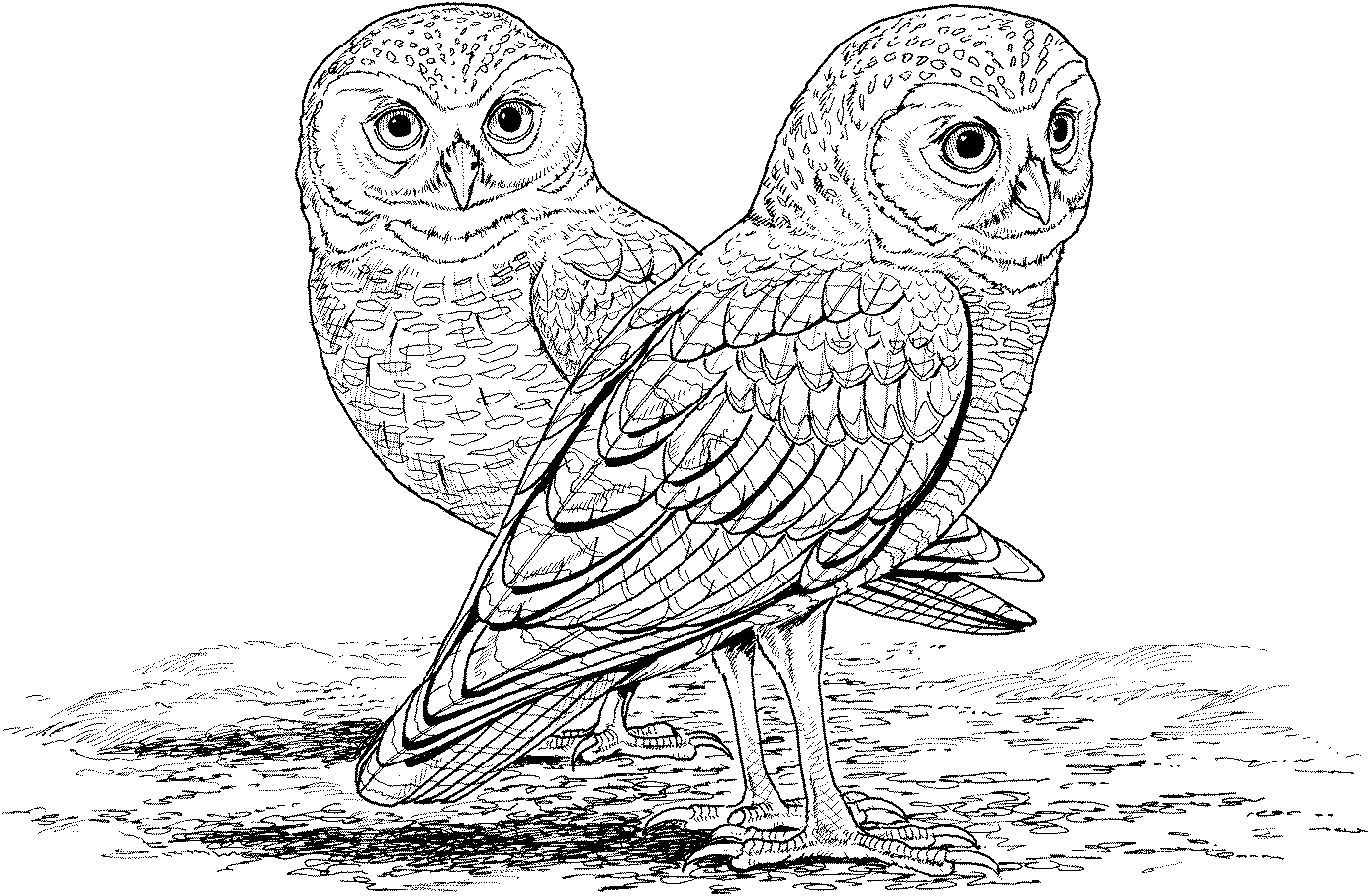 Burrowing Owl coloring #3, Download drawings