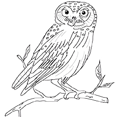 Burrowing Owl coloring #17, Download drawings