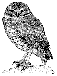 Burrowing Owl svg #14, Download drawings