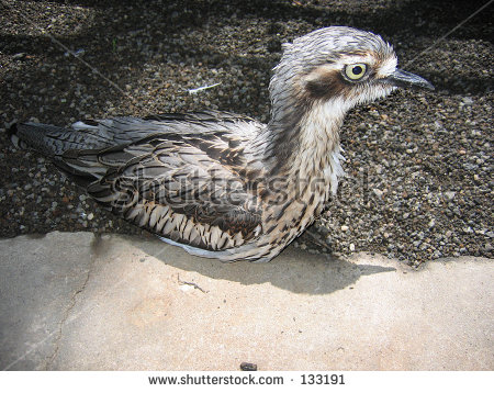 Bush Stone-curlew clipart #7, Download drawings