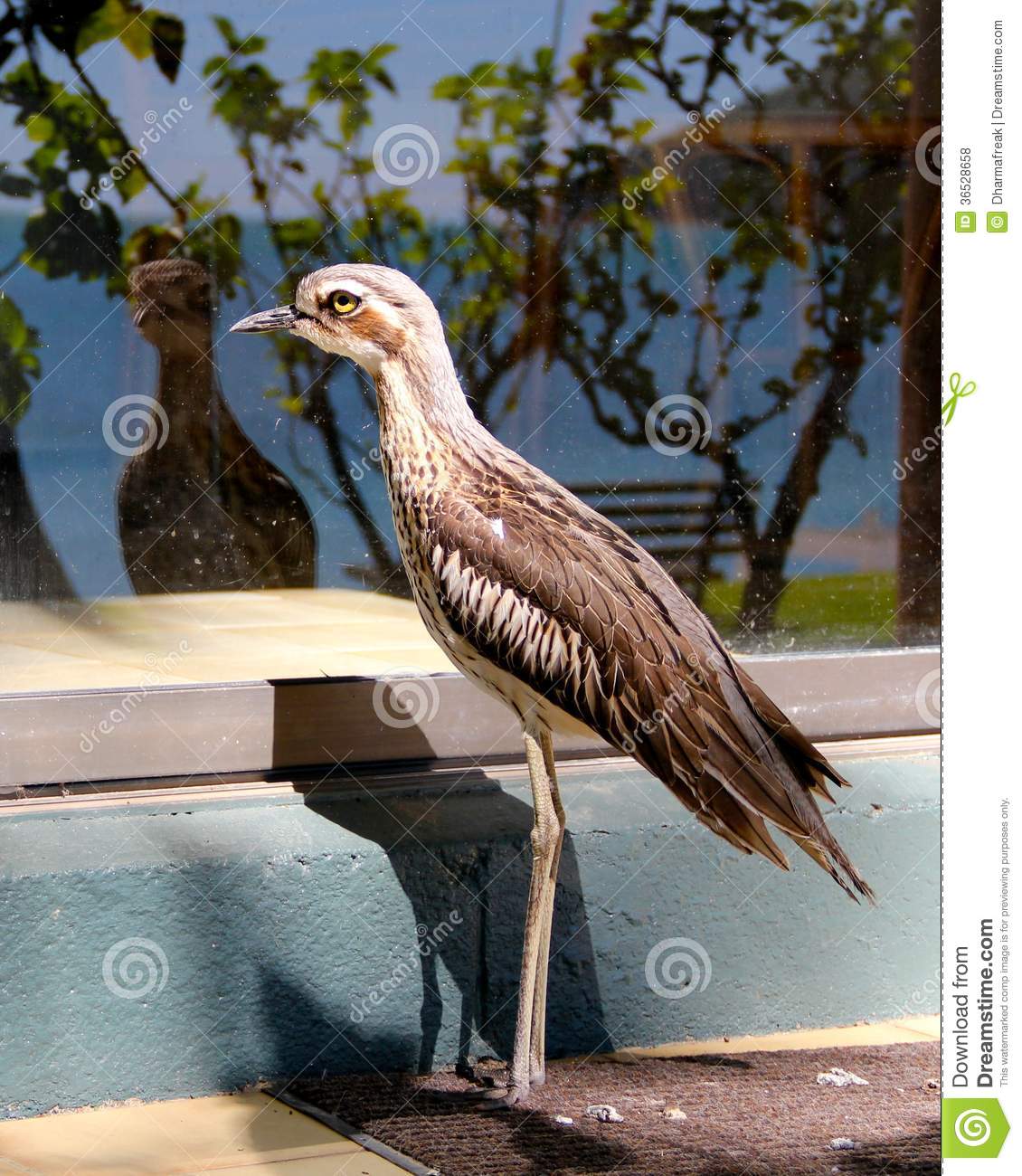 Bush Stone-curlew clipart #5, Download drawings