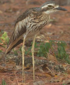 Bush Stone-curlew coloring #19, Download drawings