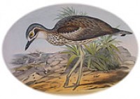 Bush Stone-curlew coloring #14, Download drawings