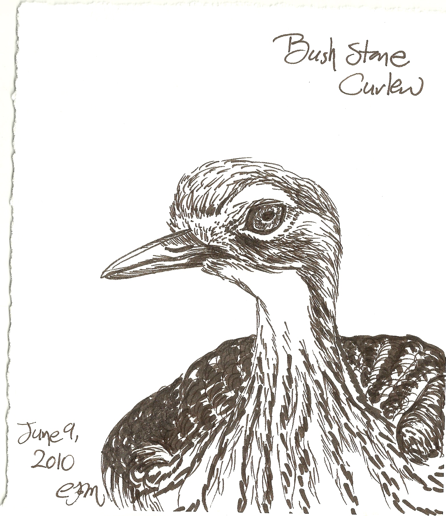 Bush Stone-curlew coloring #7, Download drawings