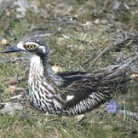 Bush Stone-curlew coloring #4, Download drawings