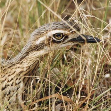 Bush Stone-curlew coloring #10, Download drawings