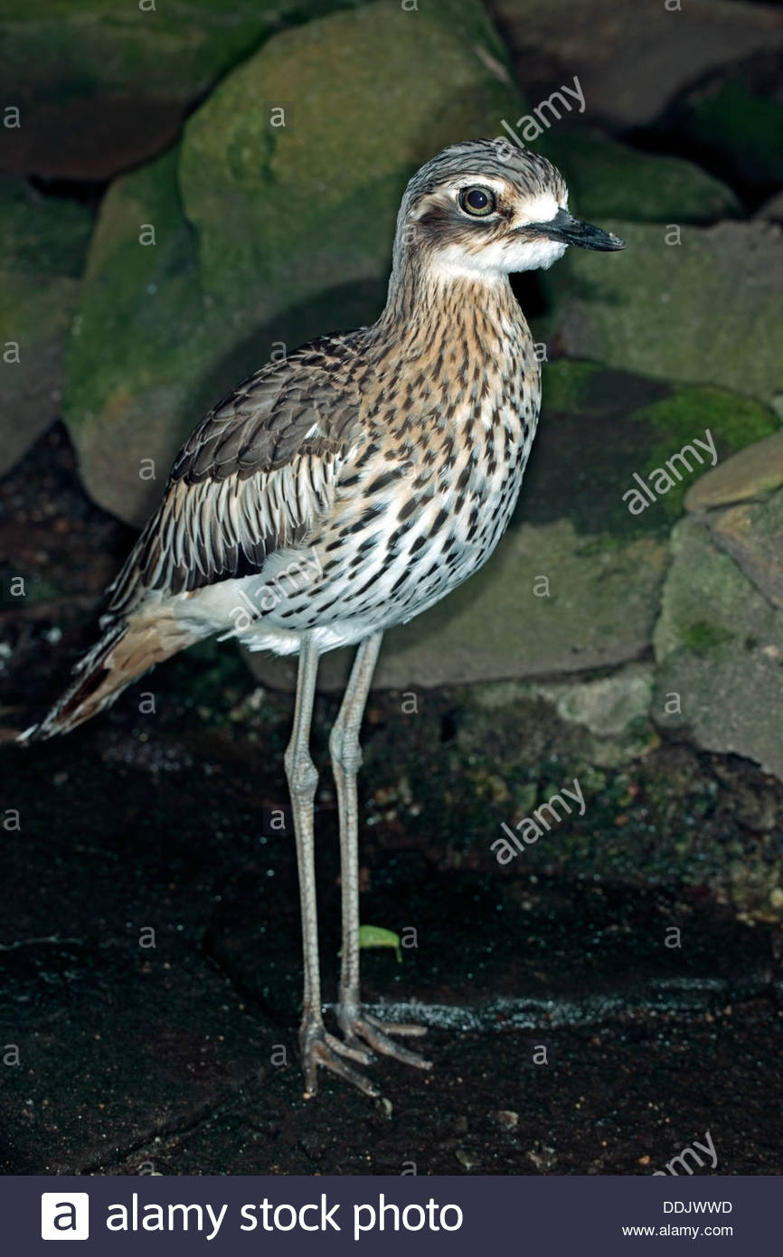 Bush Stone-curlew coloring #6, Download drawings