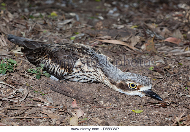 Bush Stone-curlew coloring #11, Download drawings