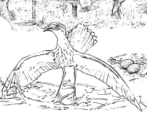Bush Stone-curlew coloring #1, Download drawings