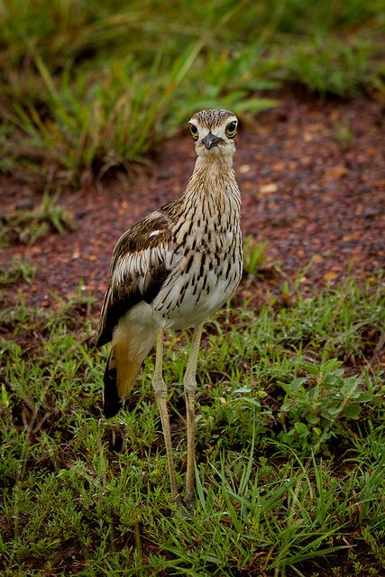 Bush Stone-curlew coloring #17, Download drawings