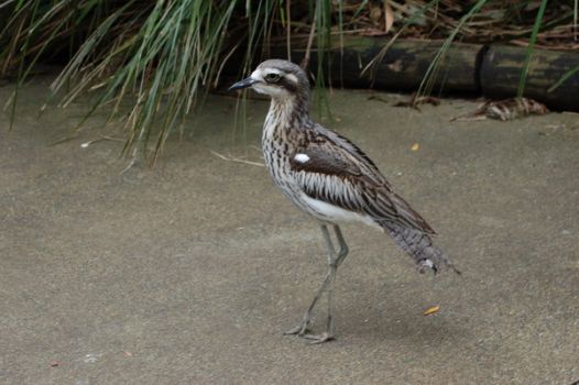 Bush Stone-curlew svg #1, Download drawings