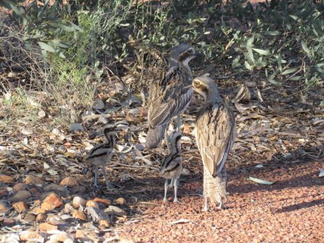 Bush Stone-curlew svg #16, Download drawings