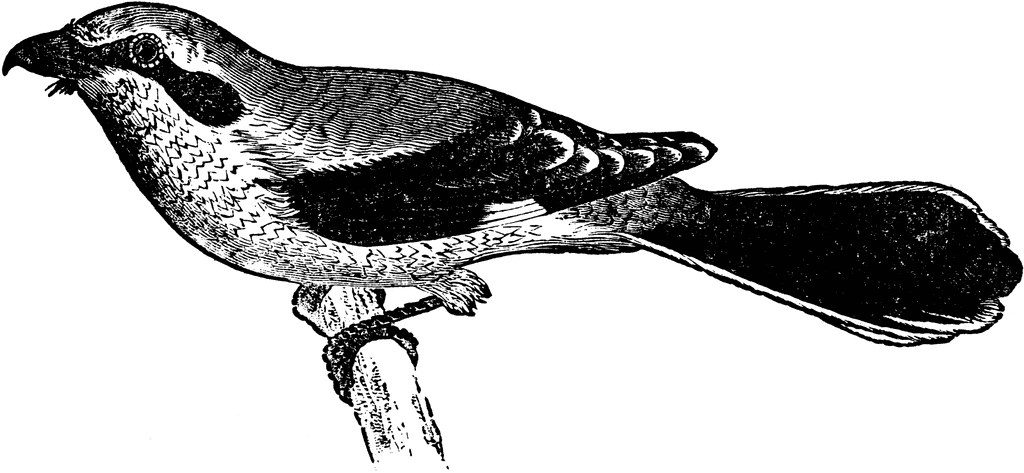 Butcherbird clipart #9, Download drawings