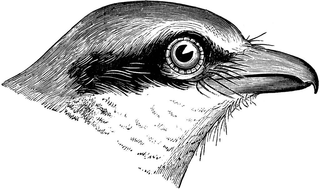 Butcherbird clipart #5, Download drawings