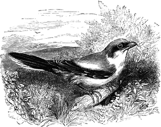 Butcherbird clipart #5, Download drawings