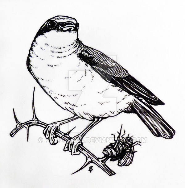 Butcherbird coloring #13, Download drawings