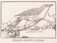 Butcherbird coloring #15, Download drawings