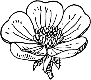 Buttercup clipart #5, Download drawings