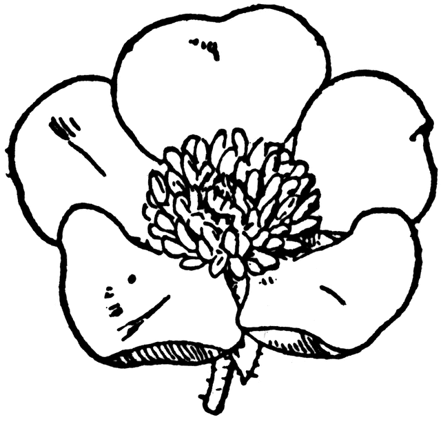 Buttercup clipart #4, Download drawings