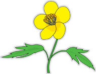 Buttercup clipart #18, Download drawings