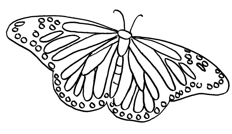 Butterfly coloring #20, Download drawings
