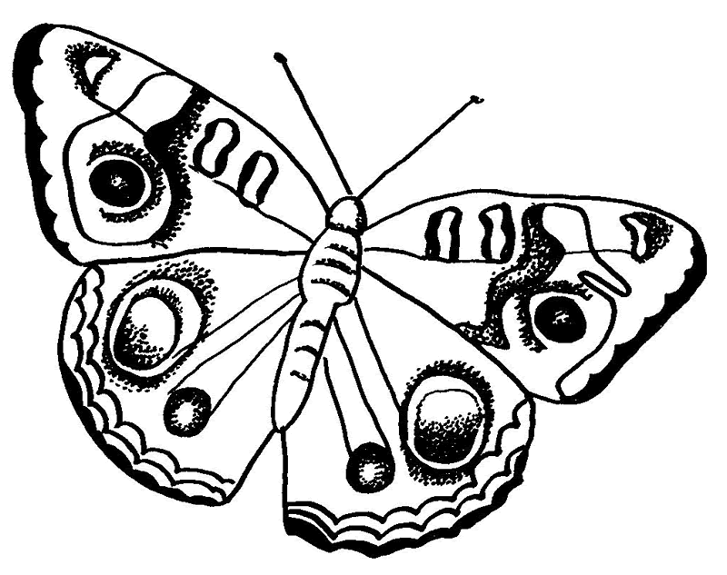 Butterfly coloring #15, Download drawings