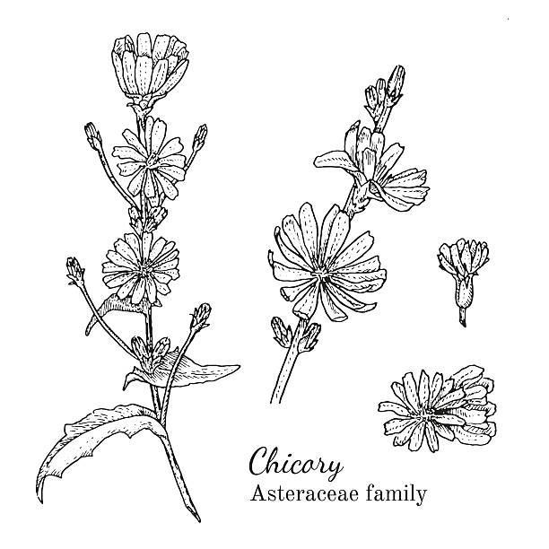 Butterweed clipart #20, Download drawings
