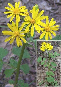 Butterweed coloring #8, Download drawings