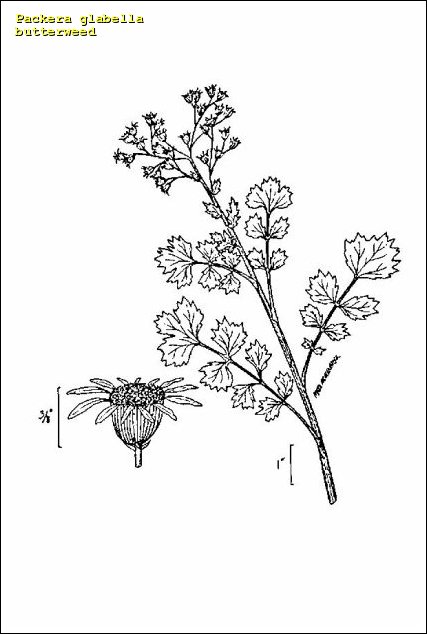 Butterweed coloring #9, Download drawings