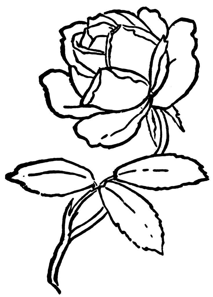Cabbage Rose clipart #3, Download drawings