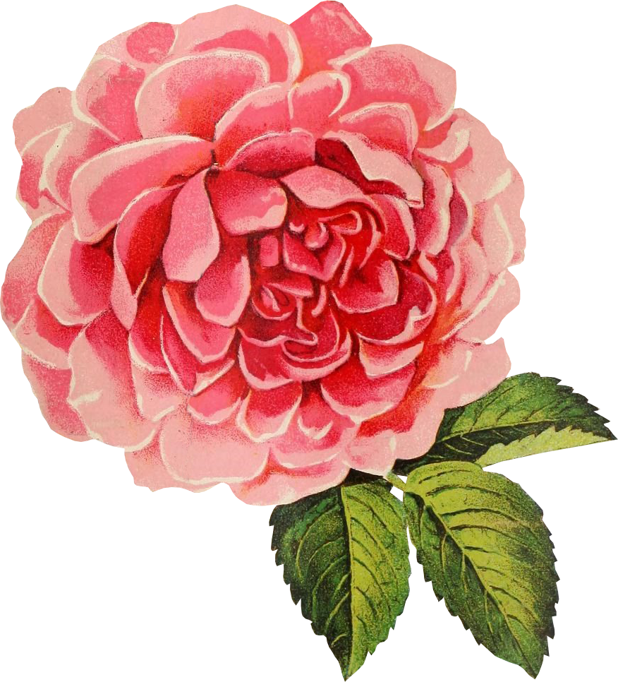 Cabbage Rose clipart #7, Download drawings