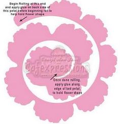 Cabbage Rose svg #13, Download drawings